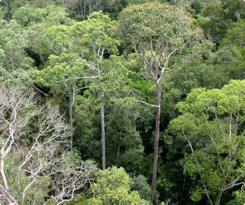 Forest reserve